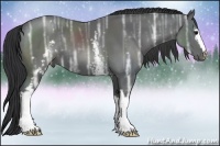 Horse Color:White Spotted Black Ice 