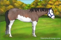 Horse Color:Bay Roan Splash