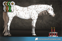 Horse Color:Liver Red Dun Appaloosa 