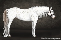 Horse Color:Liver Red Dun Appaloosa 
