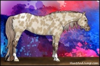 Horse Color:Liver Red Dun Appaloosa