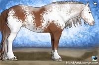 Horse Color:White Spotted Chestnut Sabino