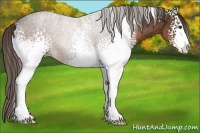 Horse Color:White Spotted Liver Chestnut Sabino