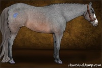 Horse Color:Brown Appaloosa