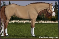 Horse Color:Red Dun Splash 