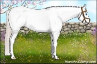 Horse Color:Gold Cream Champagne Frame Appaloosa
