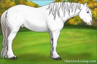Horse Color:White Spotted Black Sabino Appaloosa Rabicano 