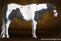 Horse Color:Black Sabino Tobiano 