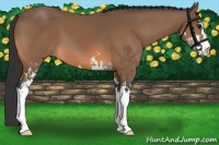 Horse Color:Buckskin Sabino