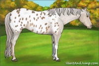 Horse Color:Chocolate Palomino Appaloosa Brindle