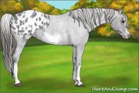 Horse Color:White Spotted Blue Roan Splash Frame Appaloosa 