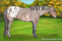 Horse Color:White Spotted Bay Appaloosa