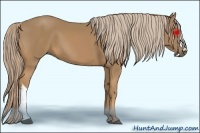 Horse Color:Palomino