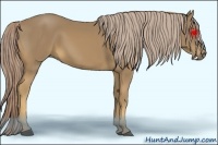 Horse Color:Palomino 