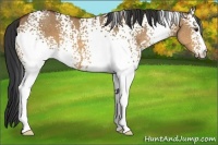 Horse Color:White Spotted Bay Dun
