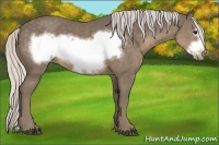 Horse Color:Silver Smoky Black Frame