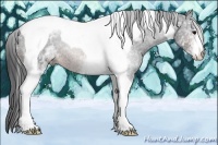 Horse Color:White Spotted Brown Tobiano 