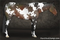 Horse Color:White Spotted Liver Chestnut 