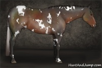 Horse Color:White Spotted Liver Chestnut 