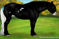 Horse Color:Palomino Splash Frame Appaloosa