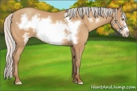 Horse Color:Silver Amber Champagne Frame 