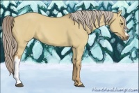 Horse Color:Palomino Dun