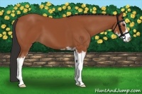 Horse Color:Bay Sabino
