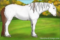 Horse Color:White Spotted Chestnut 