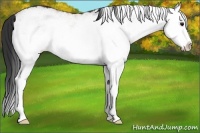 Horse Color:White Spotted Bay Splash 