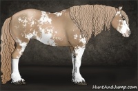 Horse Color:Liver Chestnut Pearl Sabino