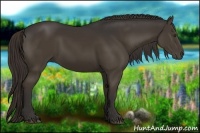 Horse Color:Liver Chestnut Rabicano 