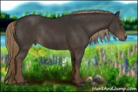 Horse Color:Liver Chestnut Rabicano