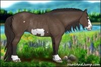 Horse Color:Liver Chestnut Frame Rabicano