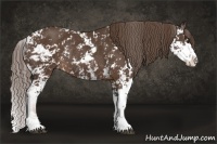 Horse Color:Liver Chestnut Sabino Rabicano 