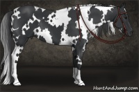Horse Color:White Spotted Black