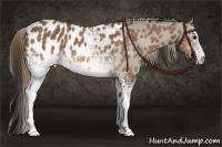 Horse Color:White Spotted Buckskin Appaloosa