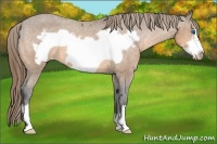 Horse Color:Buckskin Frame Appaloosa