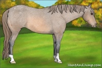 Horse Color:Buckskin Appaloosa
