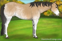 Horse Color:White Spotted Buckskin 