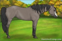 Horse Color:Grullo 