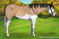Horse Color:Bay Roan Dun Splash