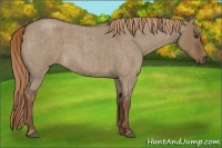 Horse Color:Liver Red Dun Roan 