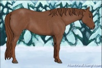 Horse Color:Red Roan 