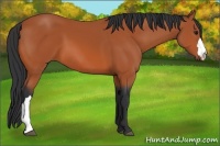 Horse Color:Bay 