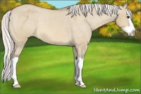 Horse Color:Silver Bay Dun Sabino Splash Varnish Rabicano
