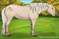Horse Color:Silver Bay Dun Sabino Appaloosa Rabicano
