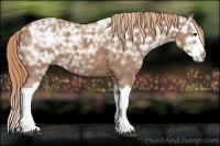 Horse Color:Chestnut Ice Splash Varnish 