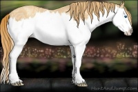 Horse Color:Gold Champagne Ice Splash