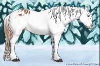 Horse Color:Chestnut Splash Appaloosa 