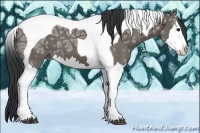 Horse Color:Grullo Ice Splash Tobiano 